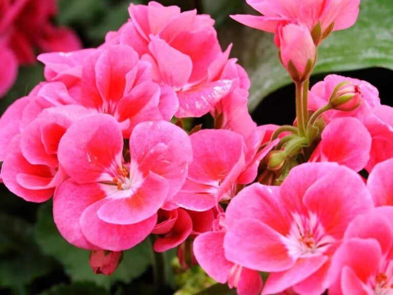 Cuidados De La Buganvilla Una Joya Floral En Tu Jard N Las Plantas