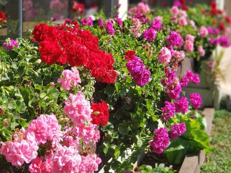 Foto de geranios rosas, violetas y rojos.