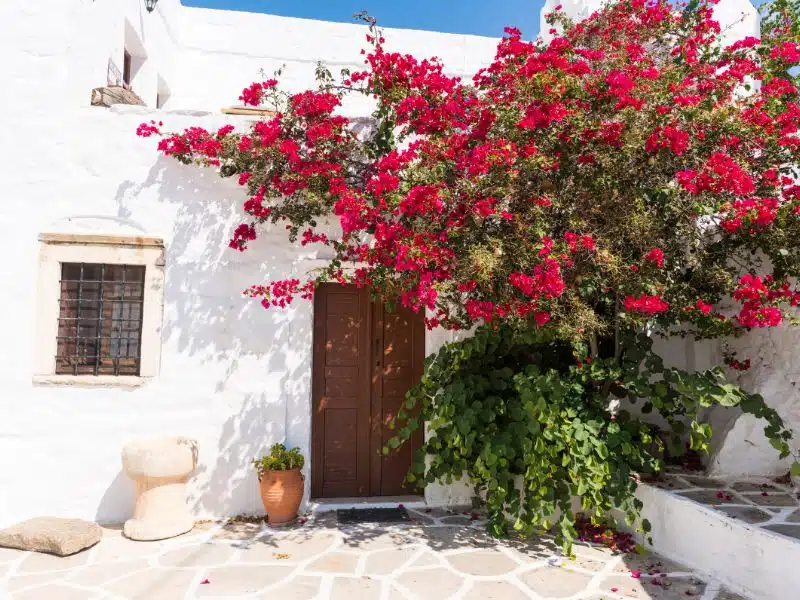 Buganvilla dando sombra a una puerta