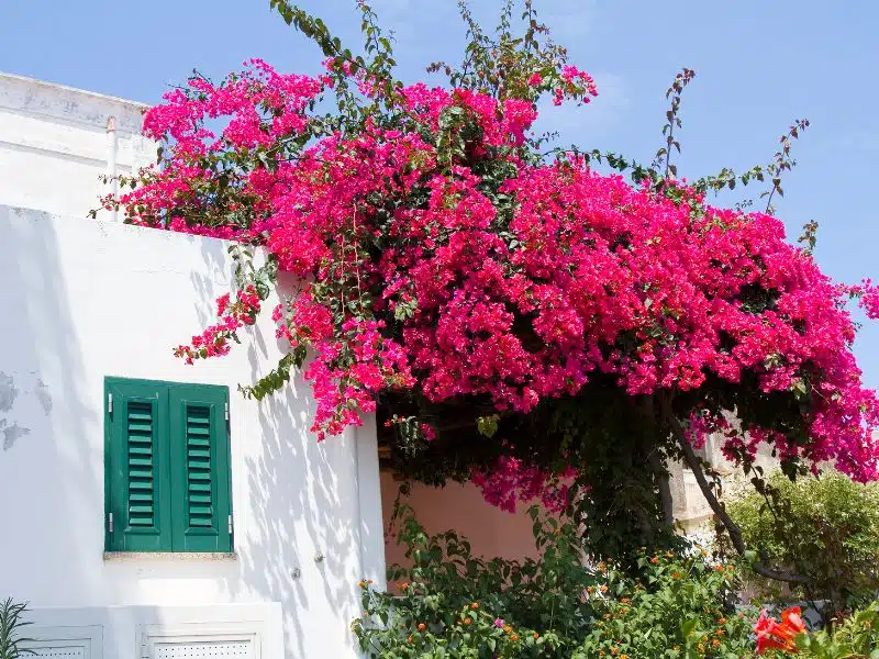 Buganvilla junto a una ventana verde