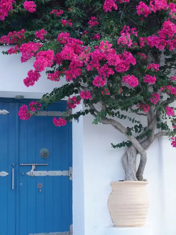 Buganvilla en una maceta junto a una puerta azul