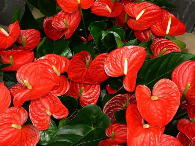Varias hojas rojas de anturio