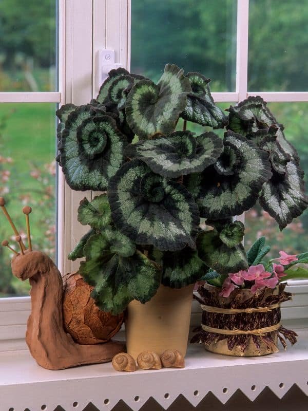 Begonia junto a una ventana