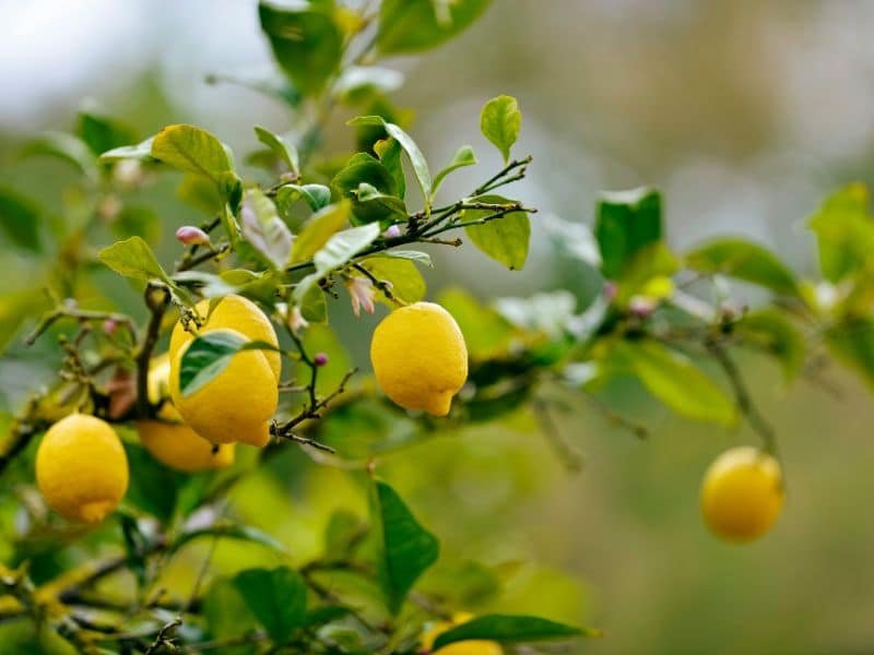 Cuidados del limonero