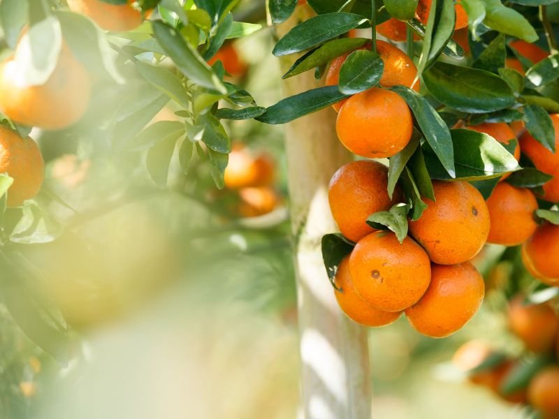 Cuidados del naranjo