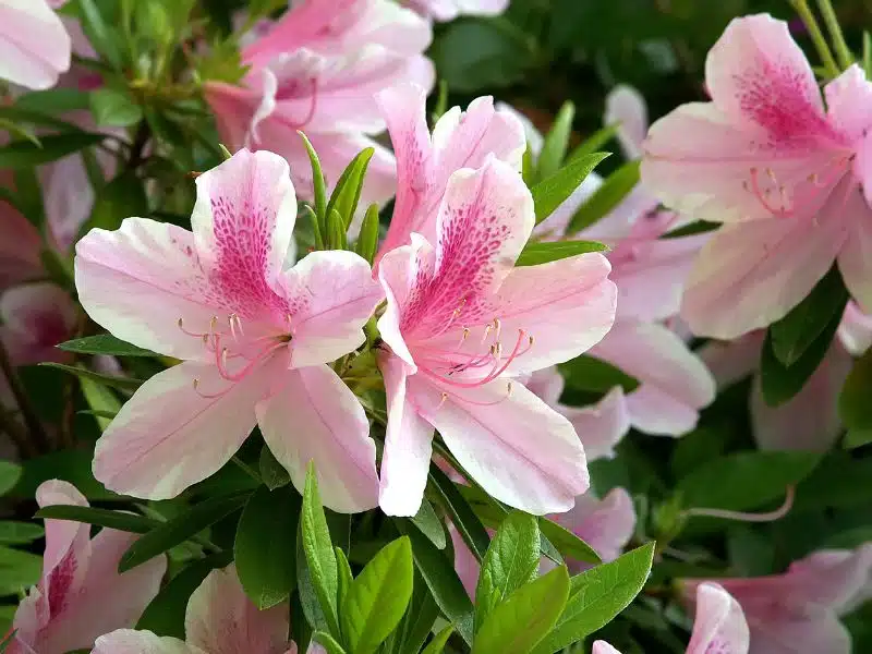 Cuidados de la azalea